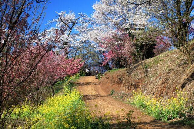 春の山道