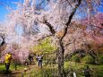 京都府立植物園