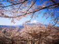 桜と富士山