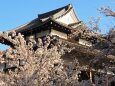 春の清水寺