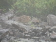 蝶ヶ岳のチビ雷鳥11