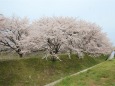 桜の季節 13 満開だあ