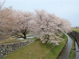 桜の季節 14 春の舟川