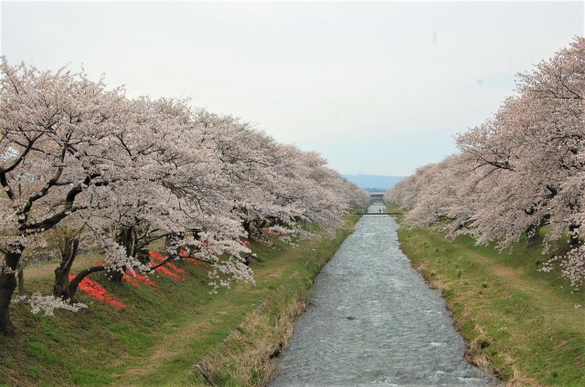 桜の季節 15 舟川の流れ