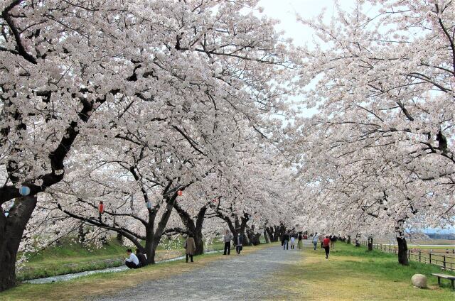 桜の季節 16 浮かれる人々