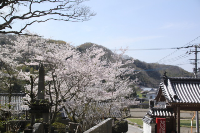 満開の桜と寺2