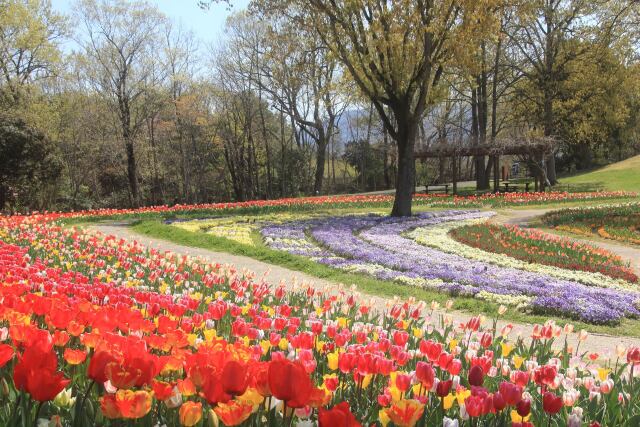 まんのう公園のチューリップ