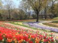 まんのう公園のチューリップ