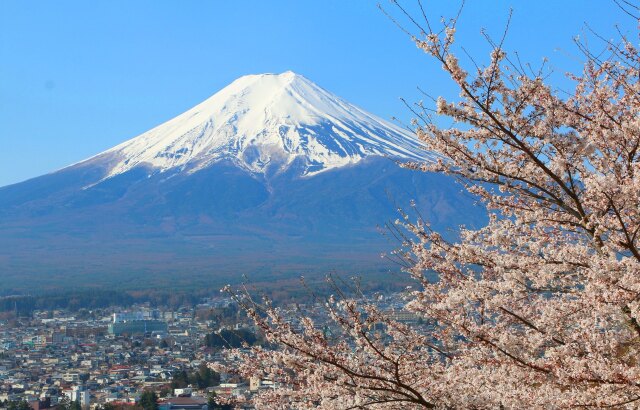 桜と富士山