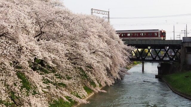 京都伏見の桜と近鉄電車