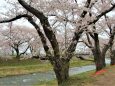 桜の季節 26 2023年 The・桜
