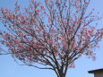 牡丹桜咲き始め