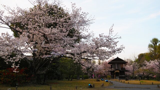 春の渉成園の夕景