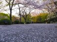 春の東寺の夕景