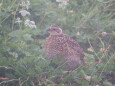 北ノ俣岳のチビ雷鳥