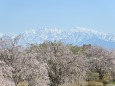 アルプスとしだれ桜