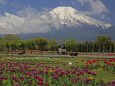 チューリップと富士山