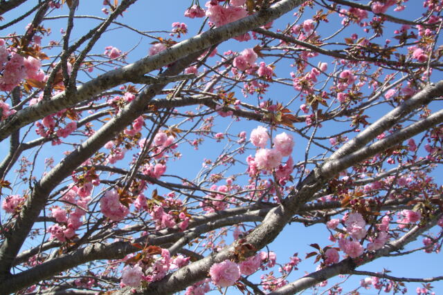 牡丹桜3