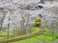 桜トンネル