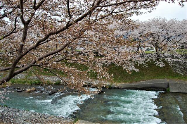 桜の季節29 川の流れと山桜？ 