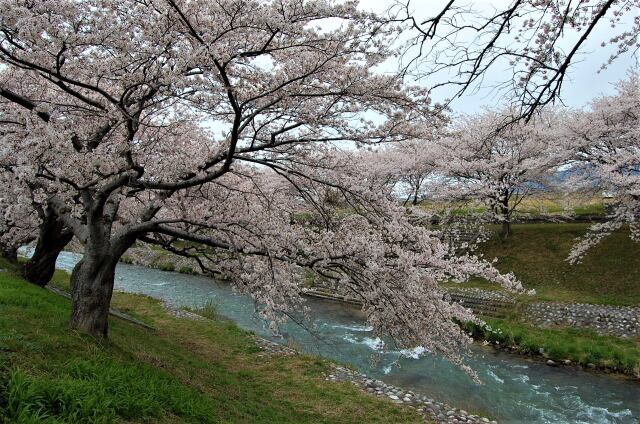 桜の季節30 ああ 川の流れのよに