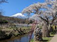 春の忍野村