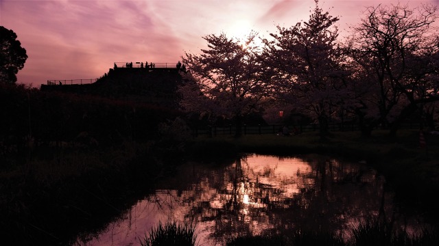 春の郡山城の夕景