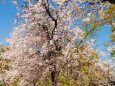 大阪城公園のしだれ桜