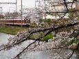 郡山城の桜と近鉄電車