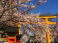 春の平野神社