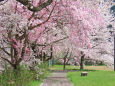 桜の季節 26 枝垂桜のトンネル