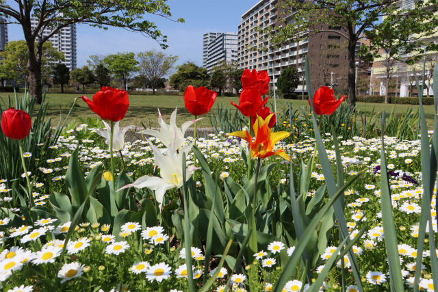 散歩道の花 2023-4-14