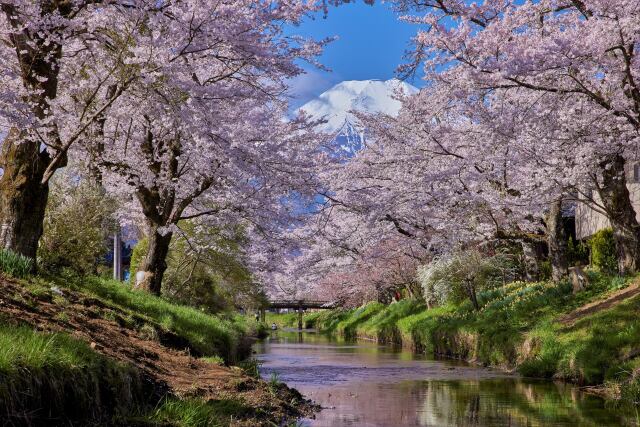 新名庄川の桜