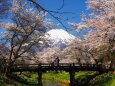 忍野村の桜と富士山