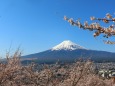 桜と富士山