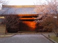 春の東寺