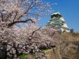 春の大阪城公園