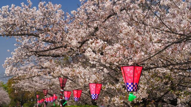 春の大阪城公園