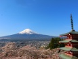 桜と富士山