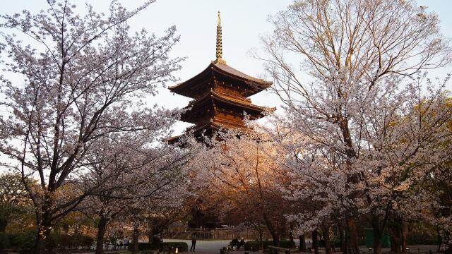 春の東寺の夕景