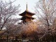 春の東寺の夕景