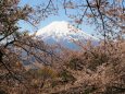 富士見孝徳公園の桜と富士山