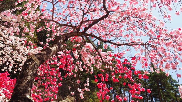 富士見孝徳公園の花桃