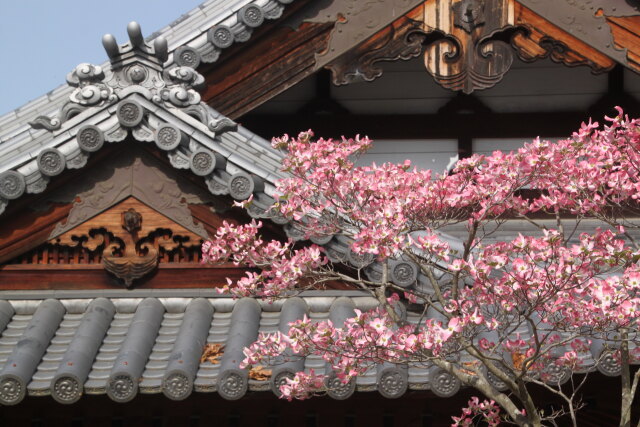 神社とこぶしの花満開