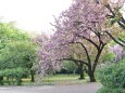 八重の桜