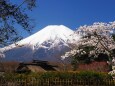 春の忍野村の桜と富士山