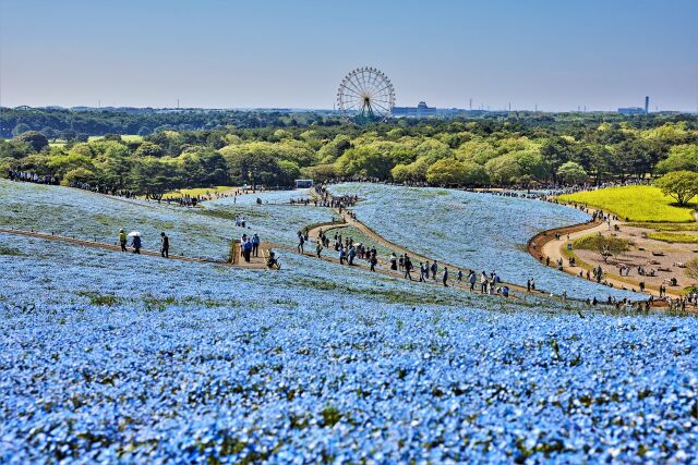 ひたち海浜公園