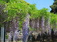 住雲寺の藤の花