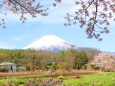 桜と富士山