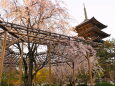 春の東寺